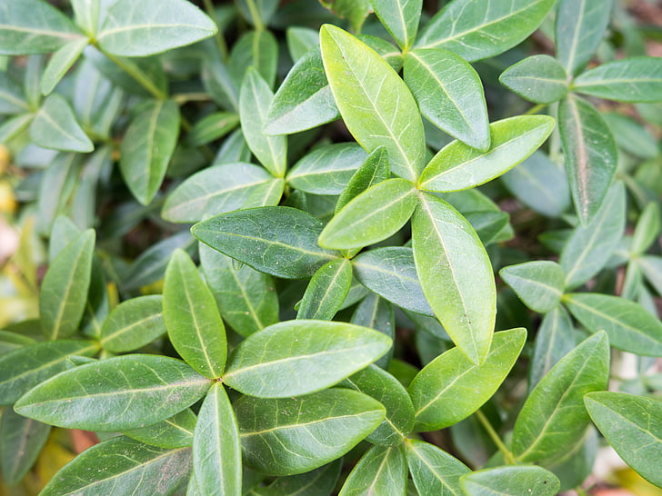 中药种类大揭秘药有哪些  第3张