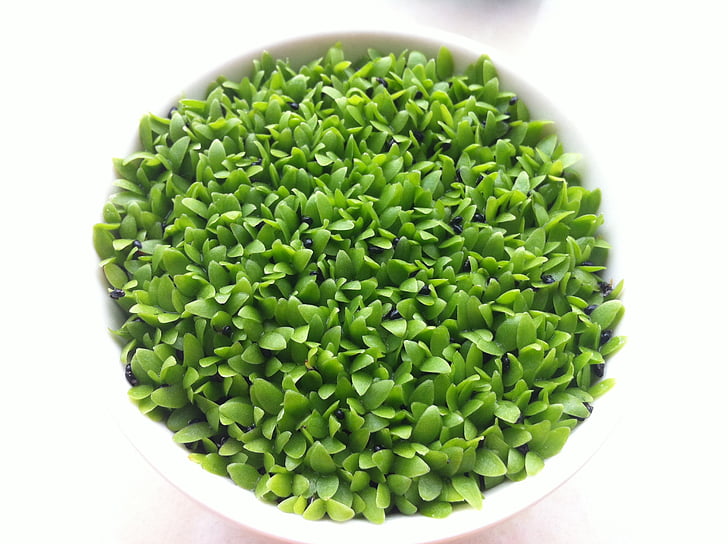抗癌草药排名：十种中草药癌草药值得关注