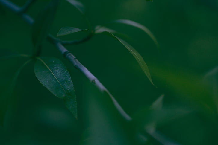 野生中草药大全：名称用途详解，农村60种常见中草药