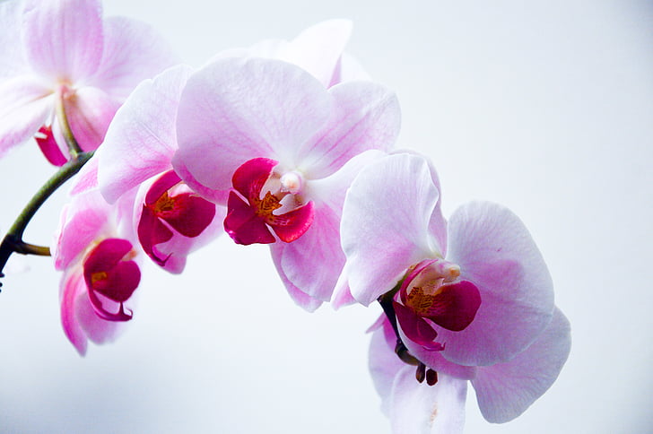 石菖蒲与九节菖蒲功效区别，你知道吗