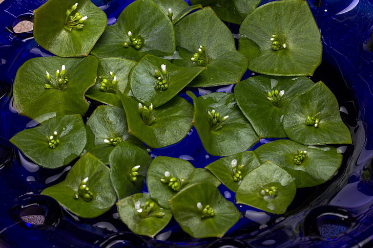 减肥中药配方：八味药神奇配方