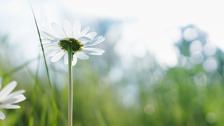 川芎功效解析：神奇之力全解，探秘川芎的功效