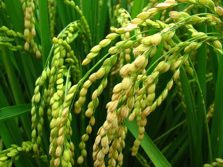 中药治疗类风湿性关节炎：中医新疗法探索  第3张