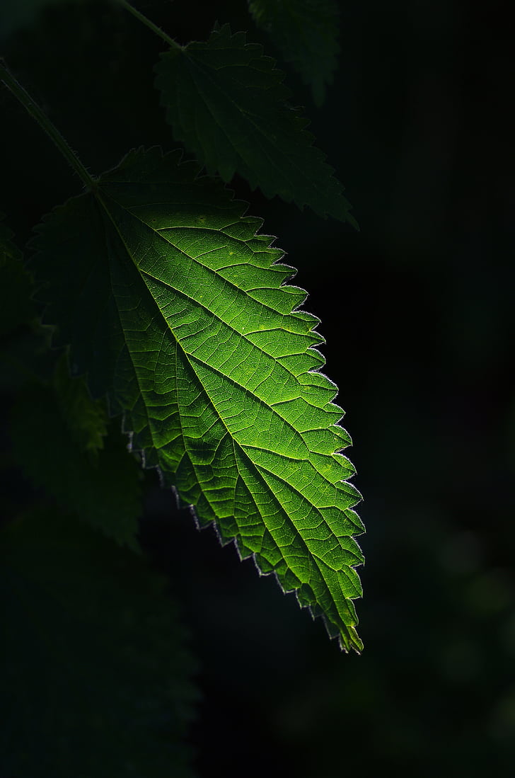北柴胡种植情况及春柴胡对比  第3张