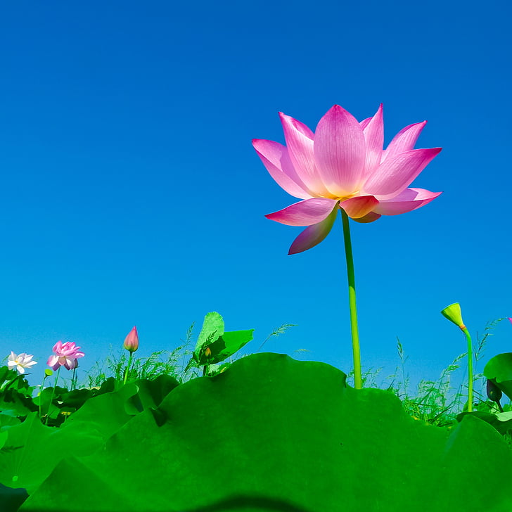 菖蒲VS石菖蒲：究竟有何不同  第1张