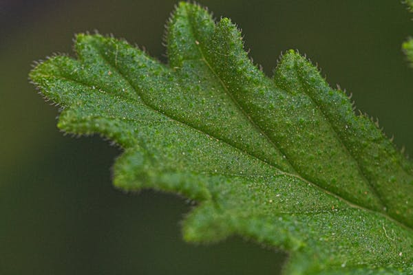 牙膏能否涂抹痔疮的疗效及安全性的研究  第3张