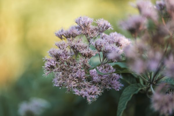治咽炎的偏方：蒲公英根治咽炎