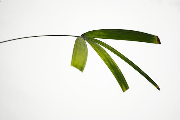 药材生意入门指南