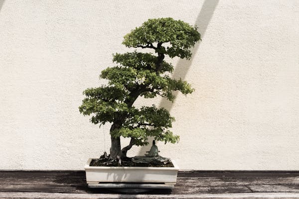 亩收益达5万元的药材种植指南  第2张