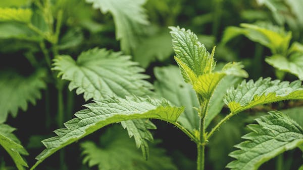王不留行子散在中医药中的功效与作用