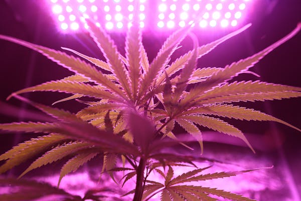 改善近视的小偏方