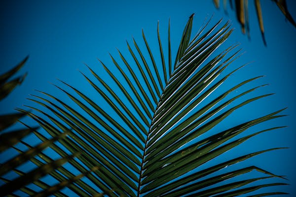 中成药：什么是中成药