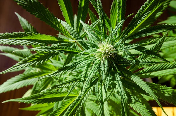 用芦荟胶消除痘印：经济实惠的去痘印偏方