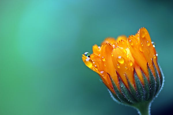 中药材种植前景广阔，八类药材值得投资