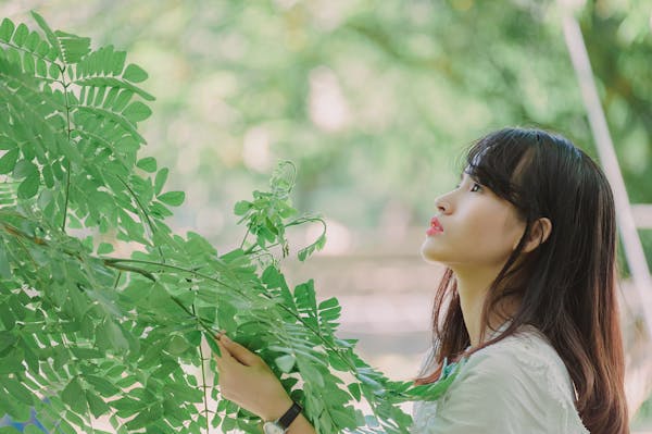 丝瓜叶：药理功效与应用指南