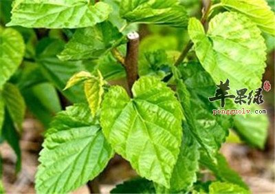 如何将桑叶运用到生活中  第4张