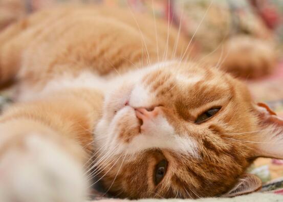 孕妇养猫的注意事项