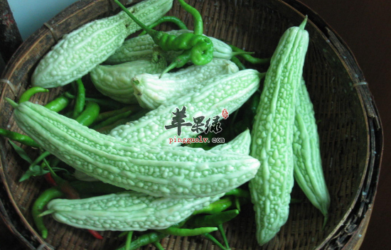 夏季多吃三种苦味食物 帮助增强食欲  第1张