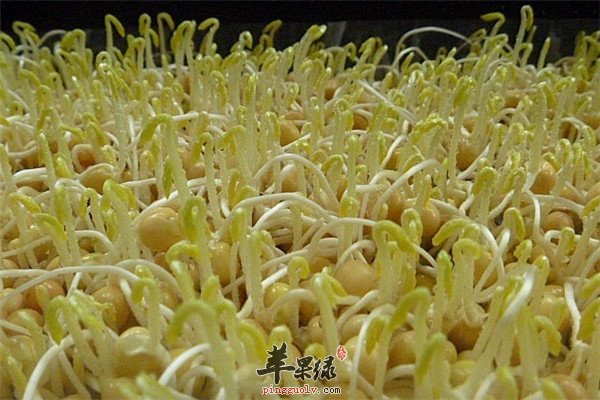 春季保护肝脏推荐的三种蔬菜  第3张