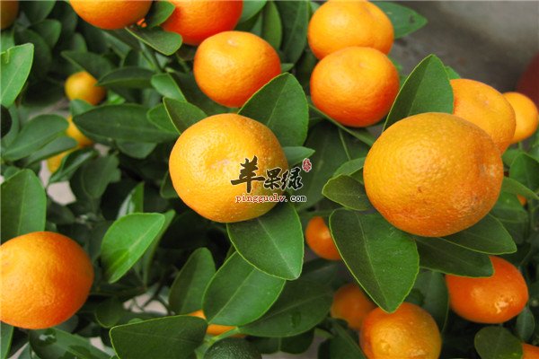 秋季换季时节的三种养生水果  第2张