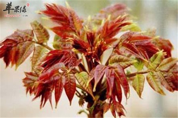 清明时节最适合的两种养生菜  第3张