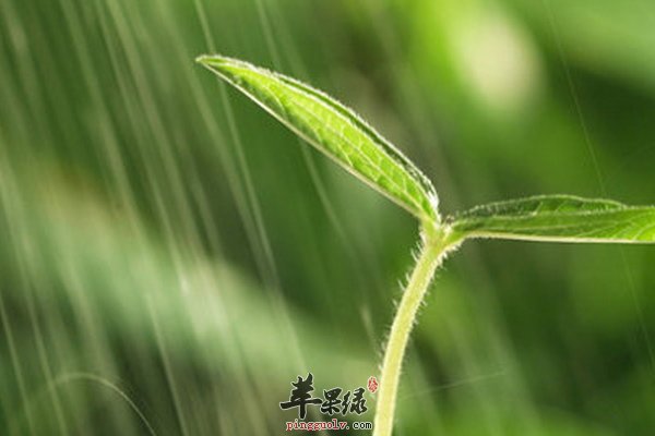 春季养生雨水节气适合吃什么  第1张
