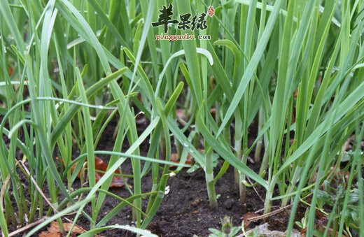2月份吃什么蔬菜好  第2张