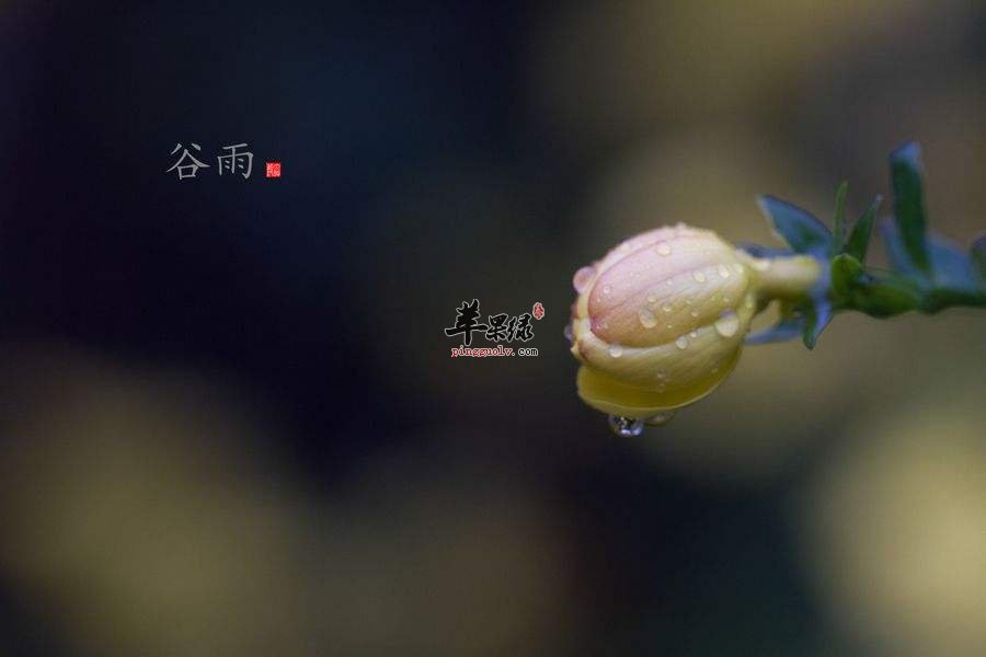 谷雨节气的由来和习俗你知道吗  第1张