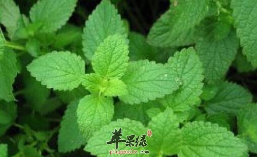 哪些人群是不能吃薄荷的