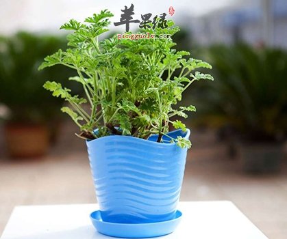 夏季种花草驱蚊 驱蚊草的种植方法  第2张