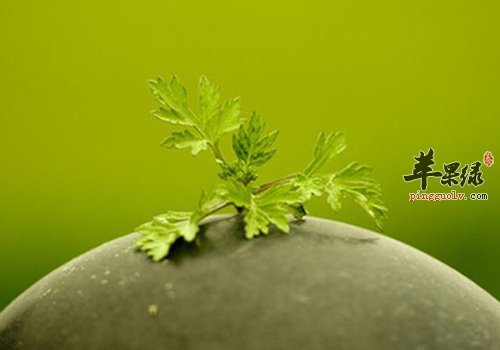 夏季蚊虫多 这些方法有效驱蚊  第4张