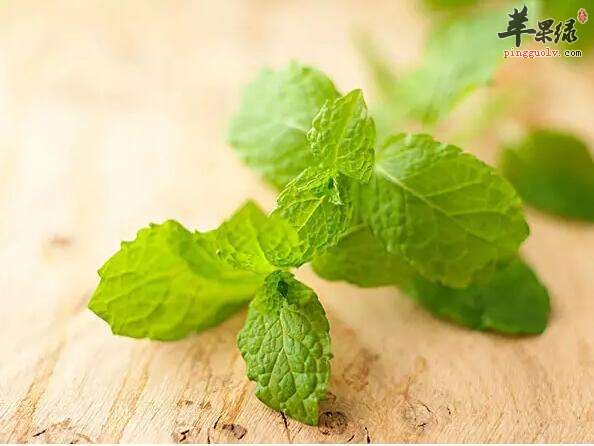 薄荷的功效都有哪些 哪些人不适合吃