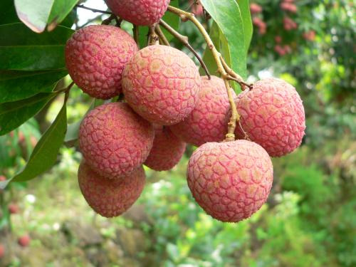 秋季多吃这些水果 能帮助护肤  第3张