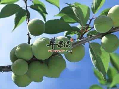 芒种节气吃什么好 这些食物别错过  第1张