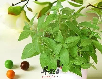 薄荷有降血压的神奇效果 你知道吗  第2张