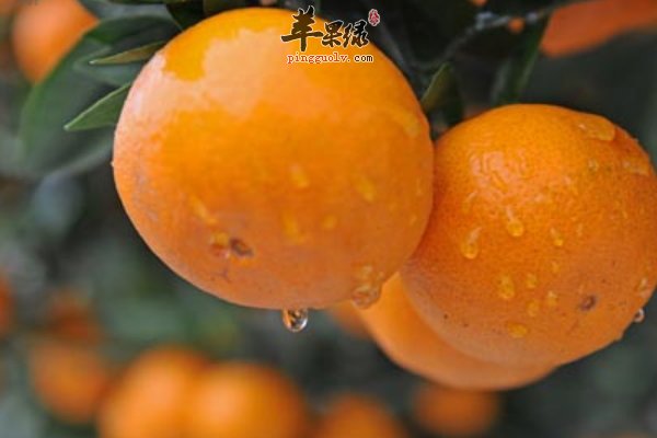 寒露吃这些水果可以起到润燥效果  第2张