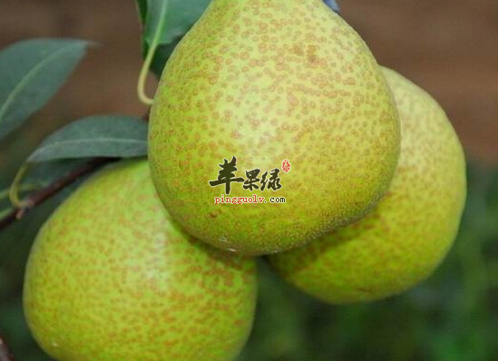 秋季吃鸭梨润喉祛痰助消化  第3张