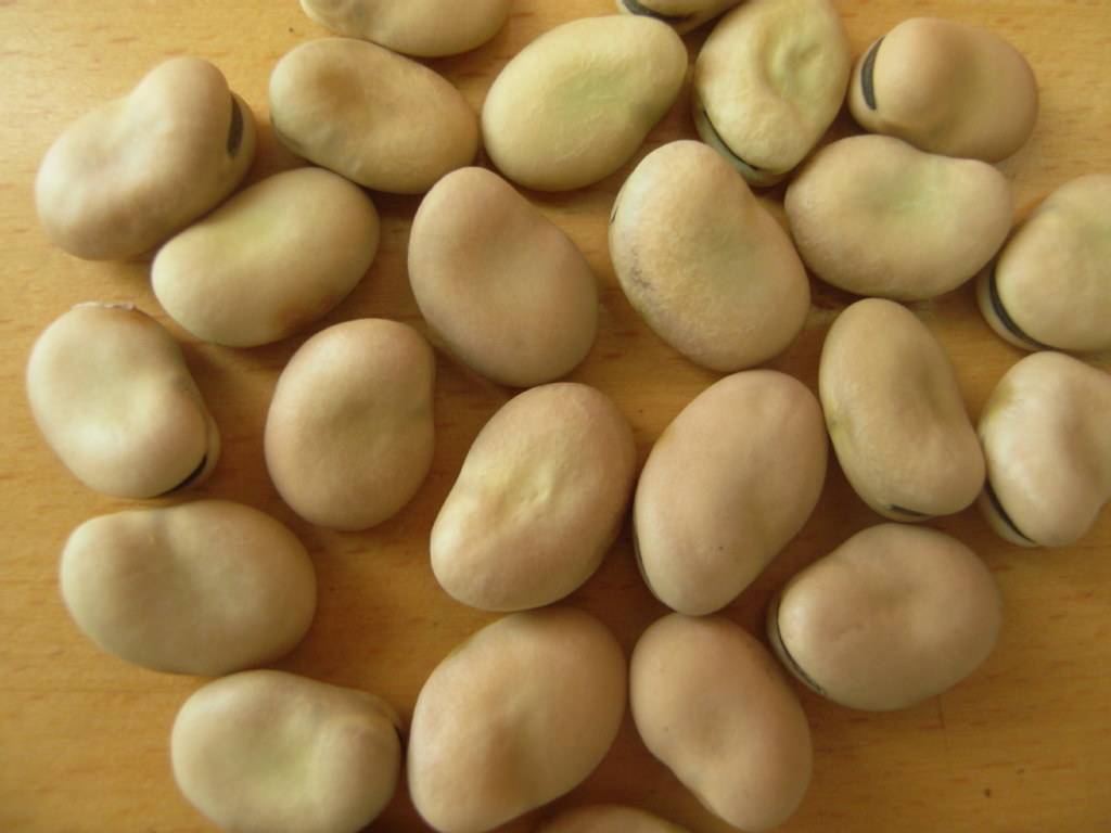 宝宝可以吃蚕豆吗  第3张