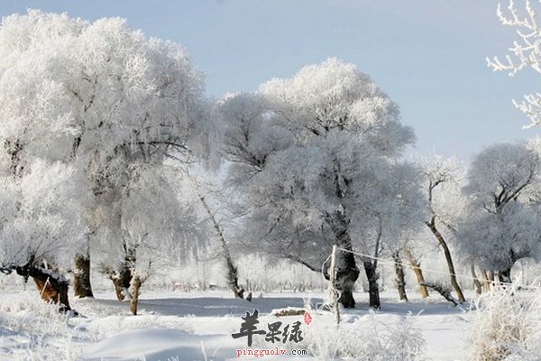 大雪节气养生吃饺子 有哪些禁忌  第2张