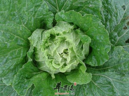 大雪节气吃哪些蔬菜能下火