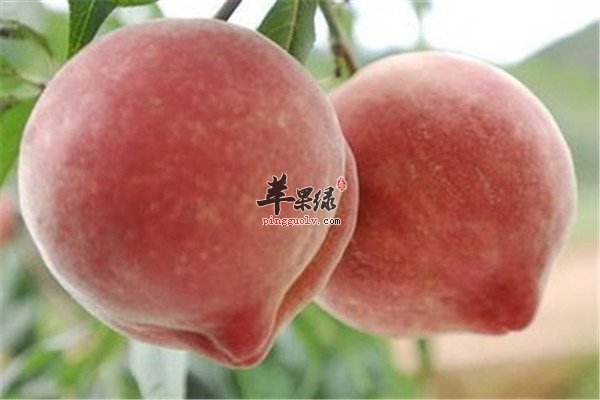 压力过大的男性多吃有颜色的食物