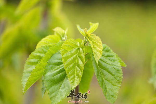 桑叶可以清热去湿 推荐和鲫鱼烧汤
