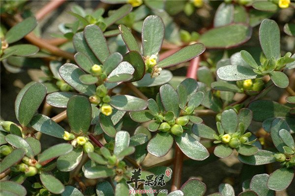 春季吃什么蔬菜好 三种必选食材  第1张