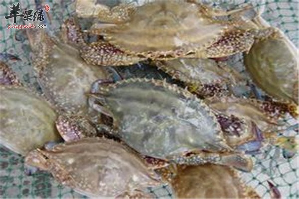 九月吃什么海鲜 鱿鱼爬虾梭子蟹  第4张