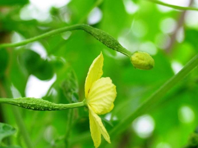 夏天吃苦瓜有什么好处  第3张