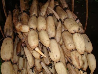 夏天吃莲藕可以清火吗