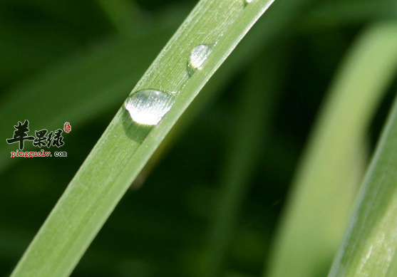 雨水节气比较适合吃哪些蔬菜  第1张