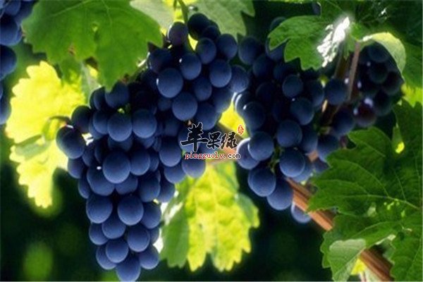 熬夜人群一定要吃的四种水果