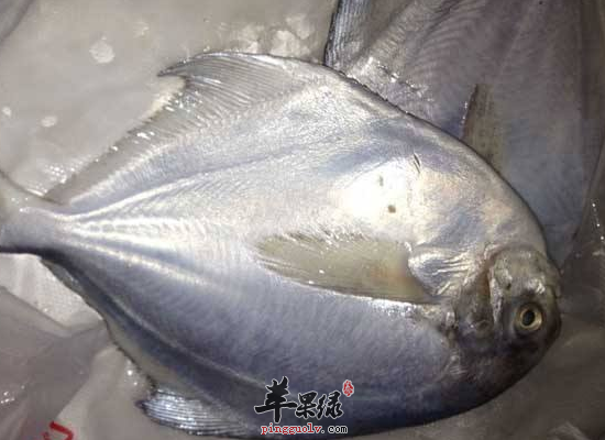 青少年吃鲳鱼补脾健胃成长快  第4张