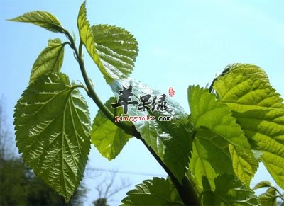 桑叶泡水去黄褐斑吗